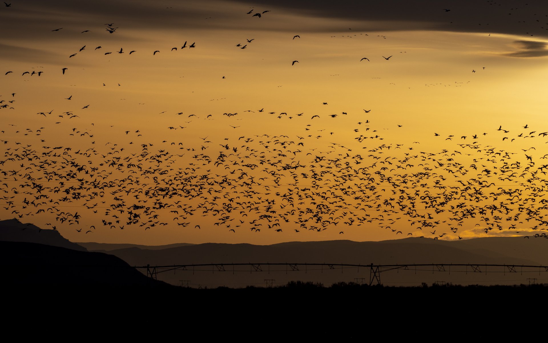Snow Geese